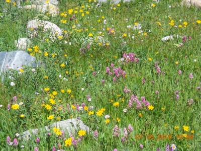 b2ap3_thumbnail_wildflower-festival-crested-butte.jpg b2ap3_thumbnail_wildflower-festival-crested-butte.jpg