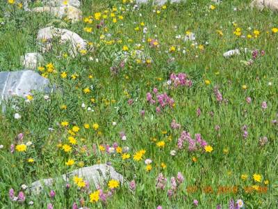 b2ap3_thumbnail_wildflower-festival-crested-butte.jpg